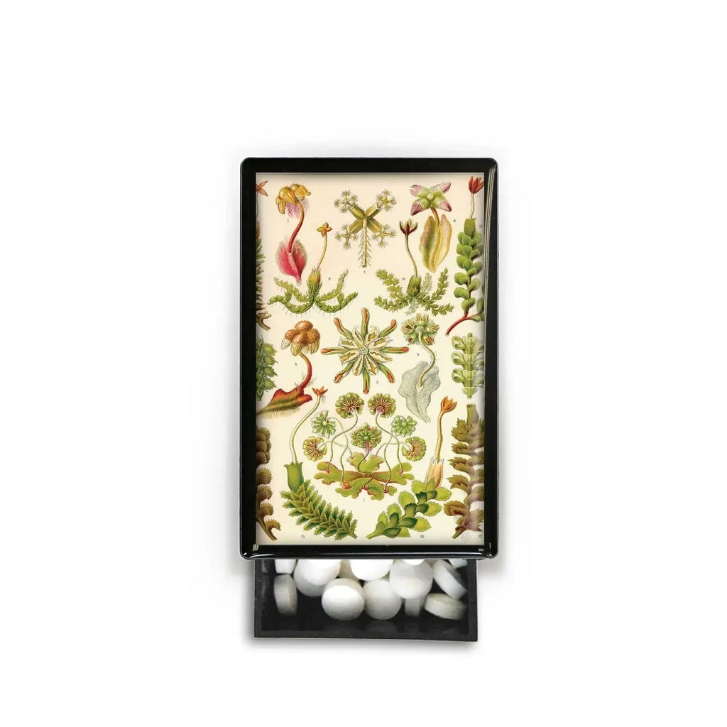 Lucy Lu Slide Box with Peppermints: Succulent Nursery Garden