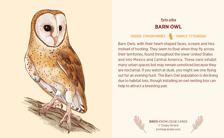 Pomegranate Knowledge Cards: Birds-ESSE Purse Museum & Store