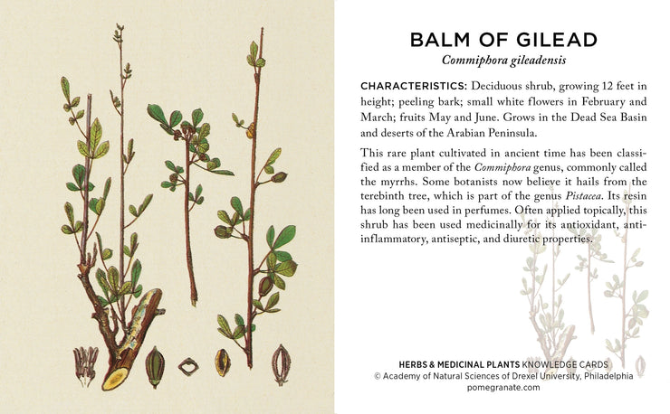 Pomegranate Knowledge Cards: Herbs & Medicinal Plants-ESSE Purse Museum & Store