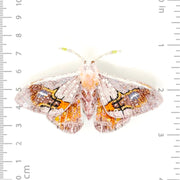 Trovelore Brooch: Drepanid Moth-ESSE Purse Museum & Store