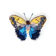 Trovelore Brooch: Giant Owl Butterfly-ESSE Purse Museum & Store