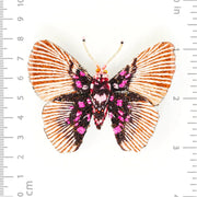 Trovelore Brooch: Variable False Acraea Butterfly-ESSE Purse Museum & Store